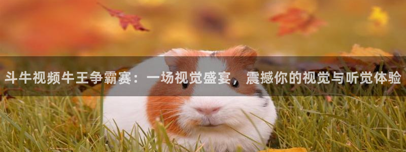 搜球吧直播nba：斗牛视频牛王争霸赛：一场视觉盛宴，震撼你的视觉与听觉体验